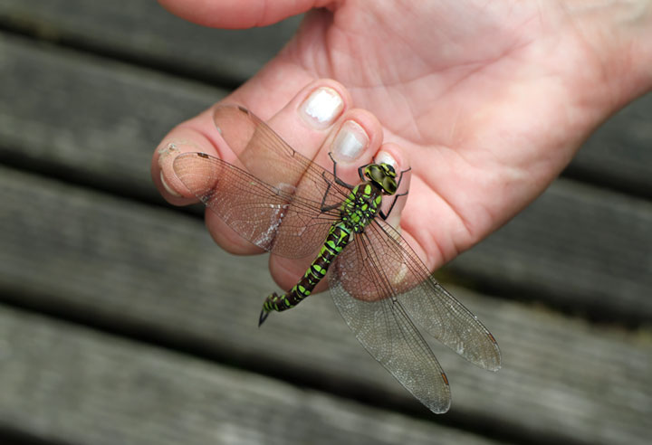 Aeshna cyanea