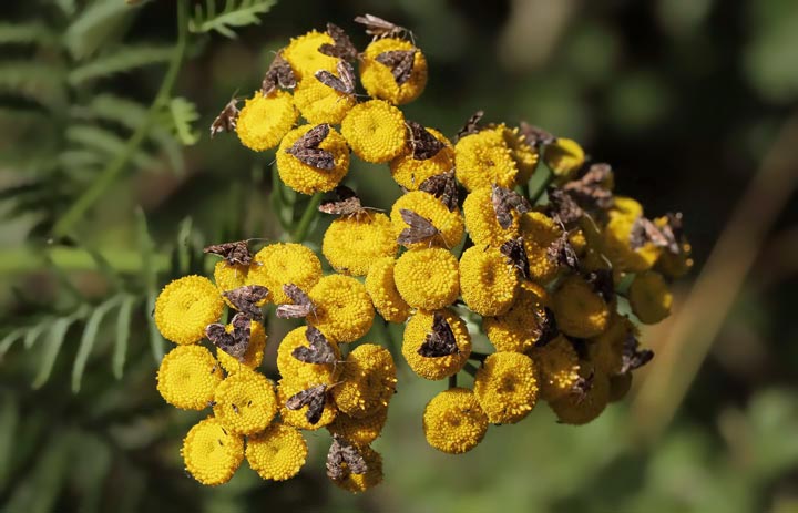 Anthophila fabriciana