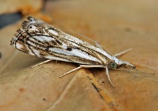 Catoptria falsella