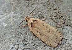 Agonopterix yeatiana