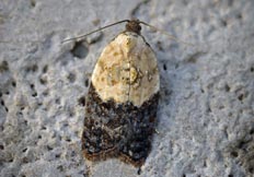 Acleris variegana