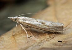 Agriphila inquinatella