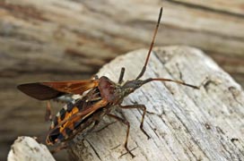 INS-3587 Leptoglossus occidentalis