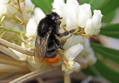 Bombus lapidarius