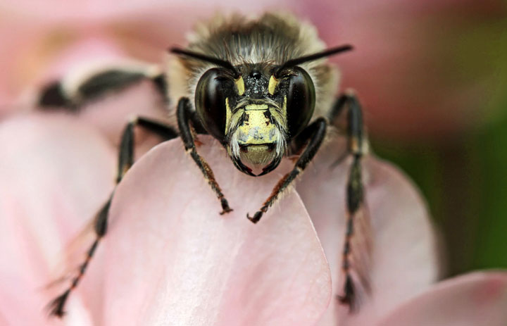 Anthophora plumipes