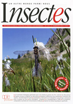 Insectes 172