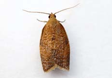 Clepsis consimilana