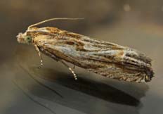 Eucosma cana