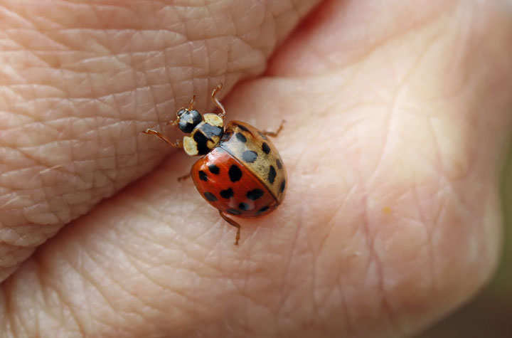 Harmonia axyridis