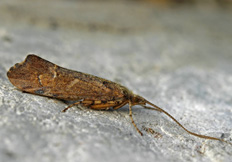 Glyphotaelius pellucidus