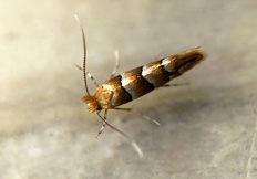 Phyllonorycter sp.