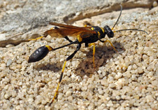 Sceliphron caementarium