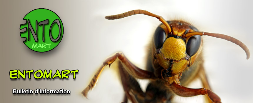 Vespa crabro