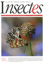 Insectes 175