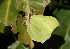 Gonepteryx rhamni