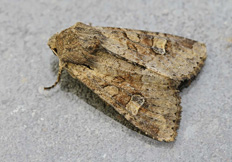 Apamea sordens