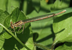 Platycnemis pennipes