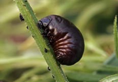 Timarcha tenebricosa