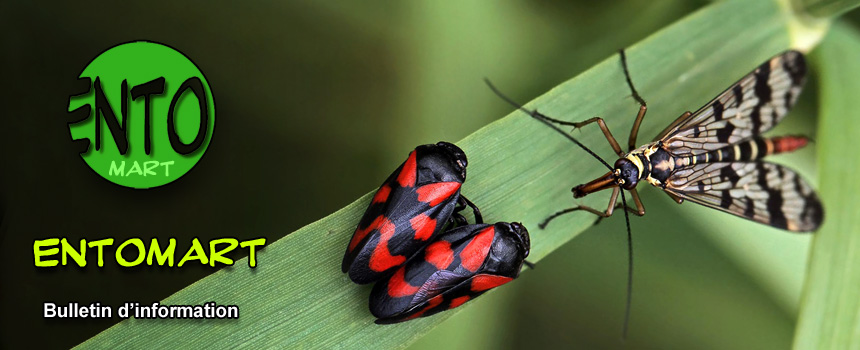 Cercopis vulnerata et Panorpa vulgaris