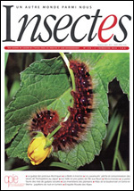 Insectes 176