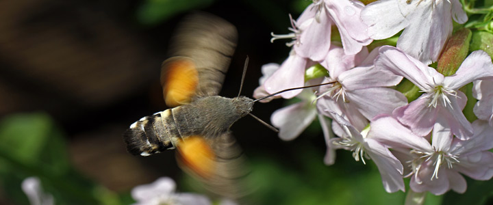 Macroglossum stellatarum