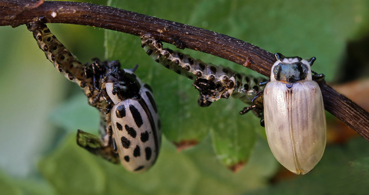 Chrysomela vigintipunctata