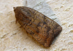 Noctua interjecta