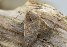 Xanthia ocellaris