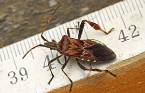 Leptoglossus occidentalis