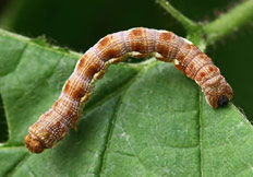 Erannis defoliaria