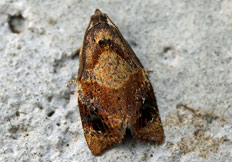 Ditula angustiorana