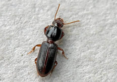 Clivina sp.