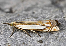 Crambus pascuella