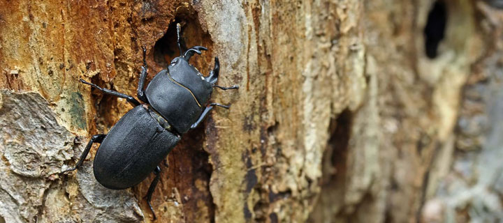 Dorcus parallelipipedus