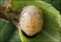 Plagiodera versicolora