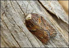 Acleris hastiana