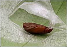 Carcina quercana