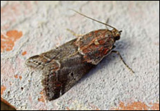 Acrobasis suavella