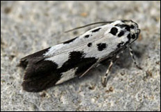 Ethmia quadrillella