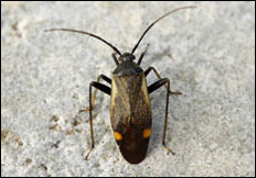 Adelphocoris seticornis