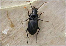 Pterostichus cristatus