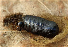 Spilosoma lubricipeda