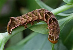 Melanchra persicariae