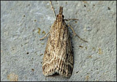 Eudonia pallida