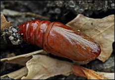 Melanchra persicariae