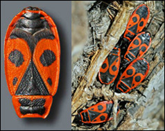 Pyrrhocoris apterus