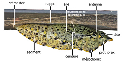 Chrysalide