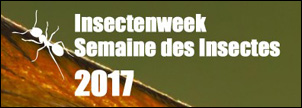 Semaine des Insectes