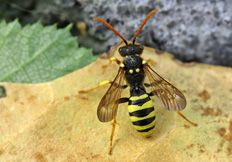 Nomada succincta