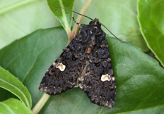 Melanchra persicariae